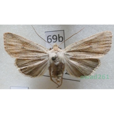 Agrochola laevis (Hübner, 1803) Czech69b